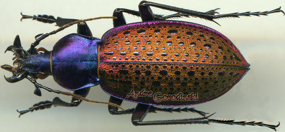 http://www.gorodinski.ru/carabus/Coptolabrus formosus nili.jpg